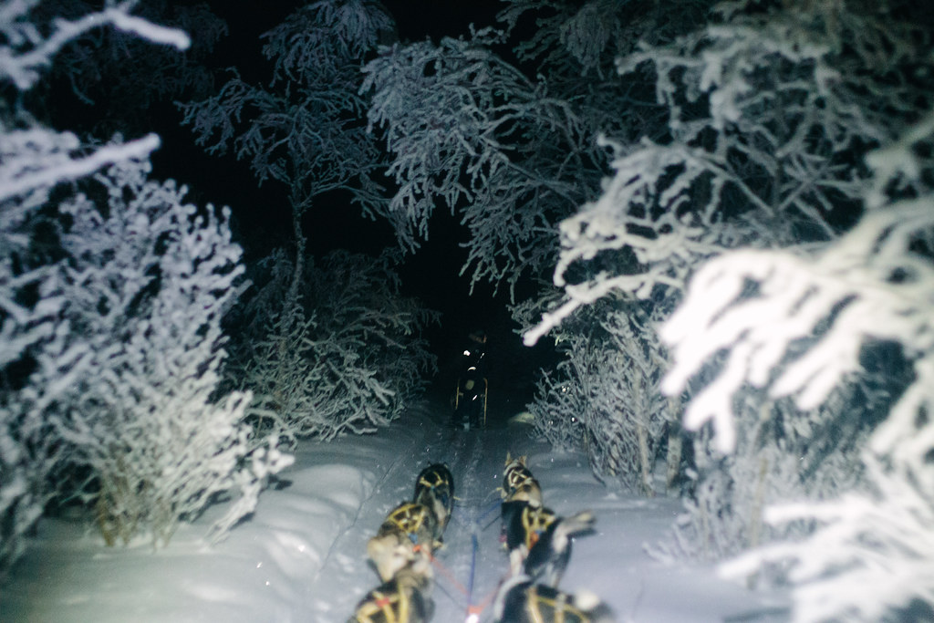 A long-exposure photograph from inside a moving sled in Lapland at night, looking forward over the harnessed backs of two huskies, their dark coats spotted with frost. The trail ahead bends through dense pine forest, the trees and snowy branches lit white by a headlamp behind the photographer. The sled handle and rider's silhouette are barely visible at the head of the trail, forty metres ahead.